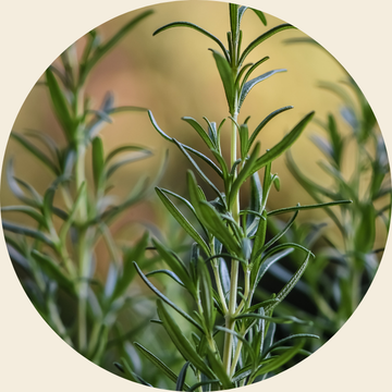 Branche de romarin pour détox de printemps
